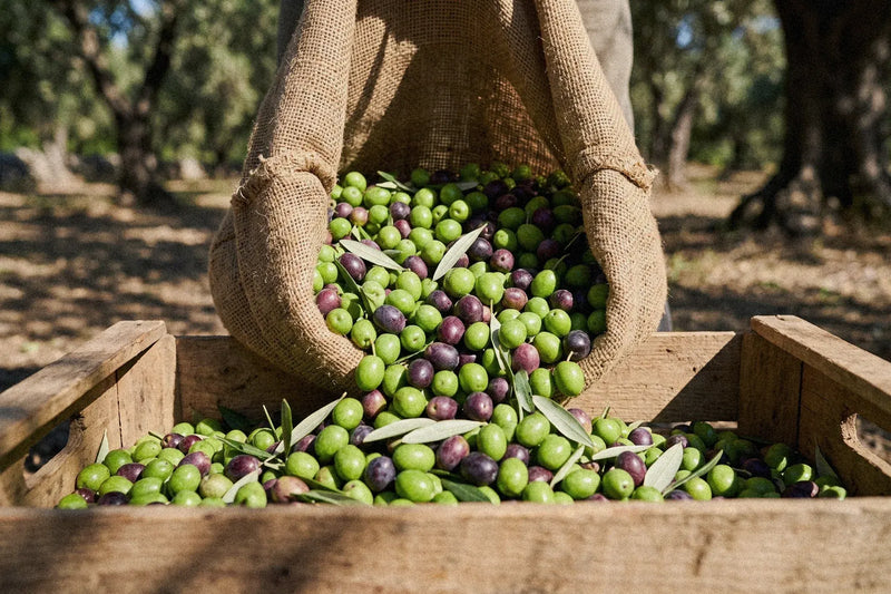 Freshly picked olives poured from a harvest sack into a wooden crate, the first step to low acidity olive oil