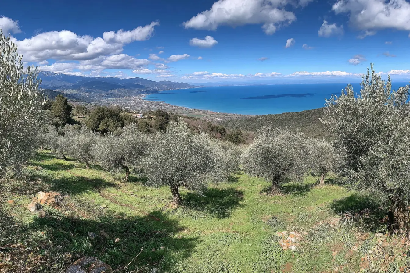 Olive groves above Plomari, Lesvos, looking to the sea
