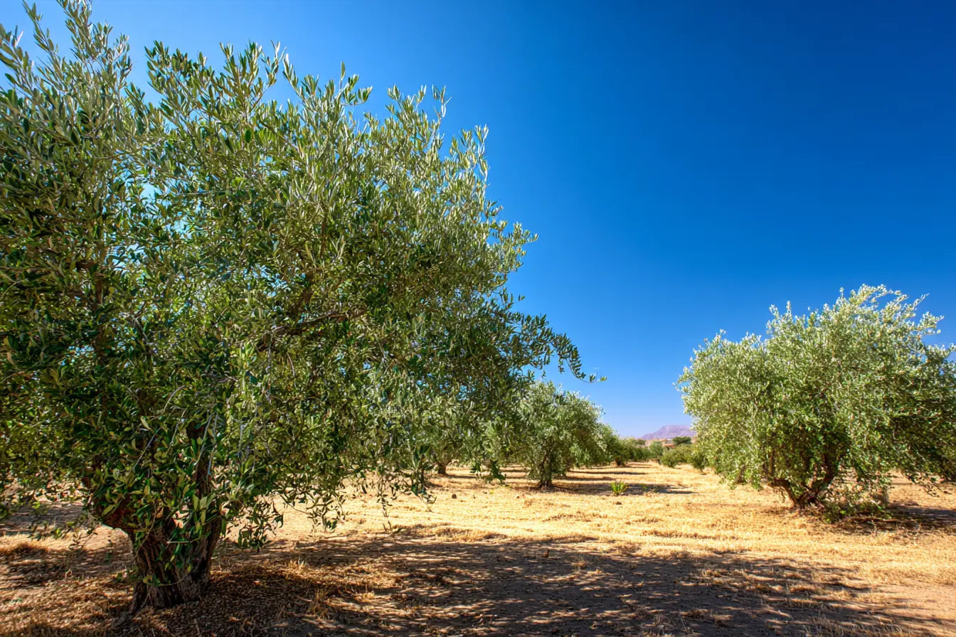 An olive grove in Crete under open sky