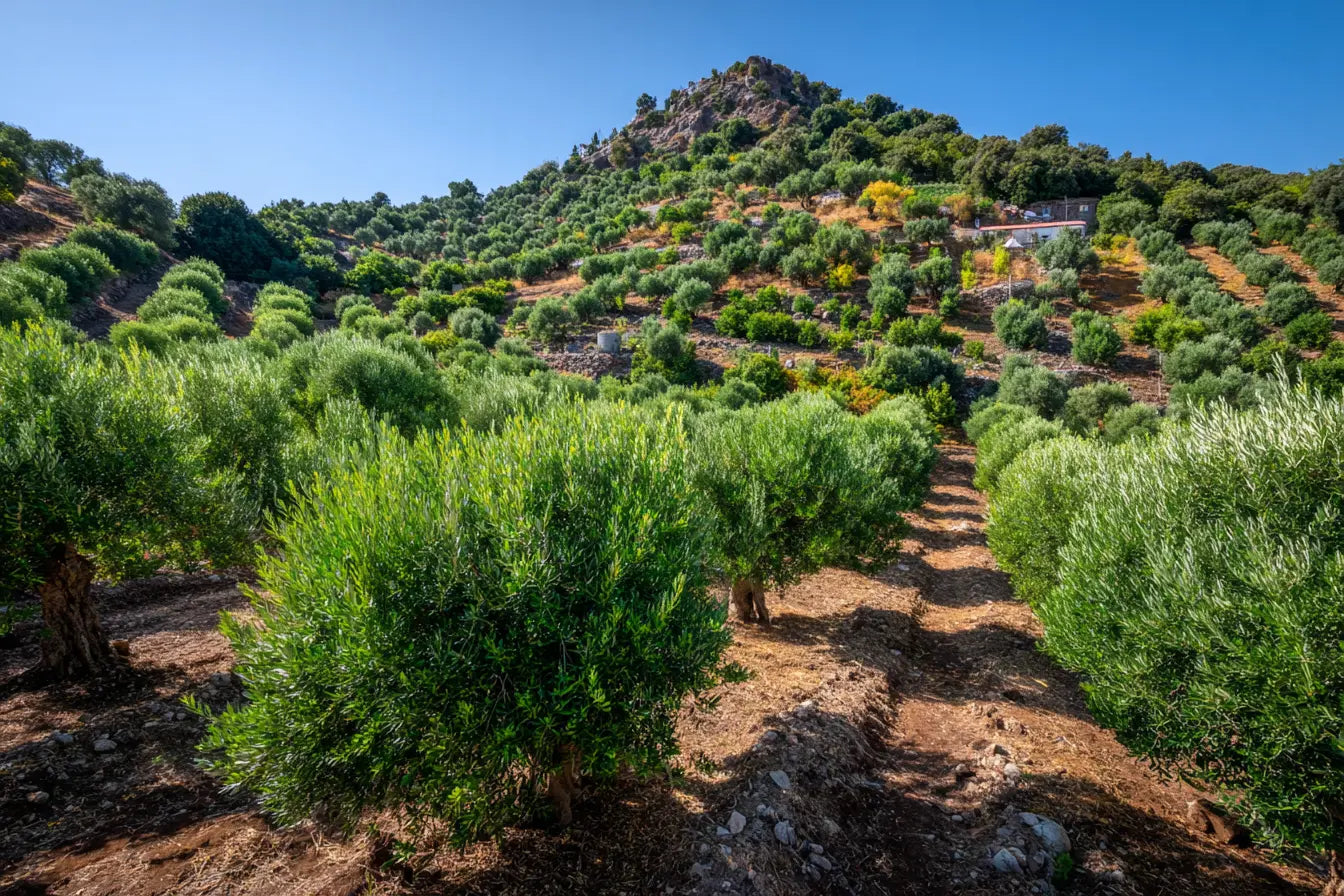 Terraced olive groves on a hillside in Lesvos