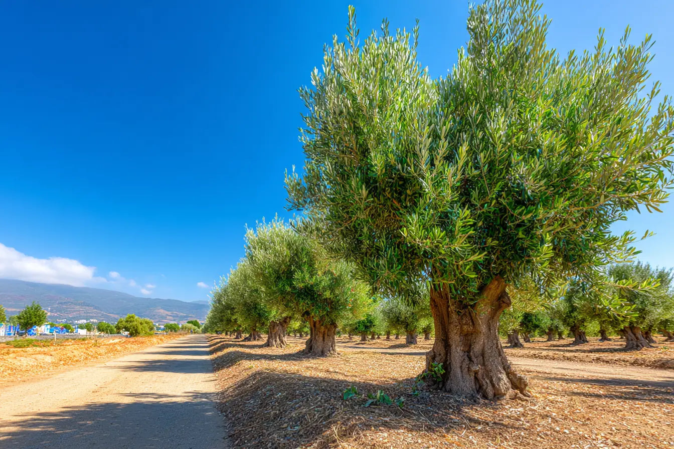 Olive trees in an open field in the Messara plain, Crete