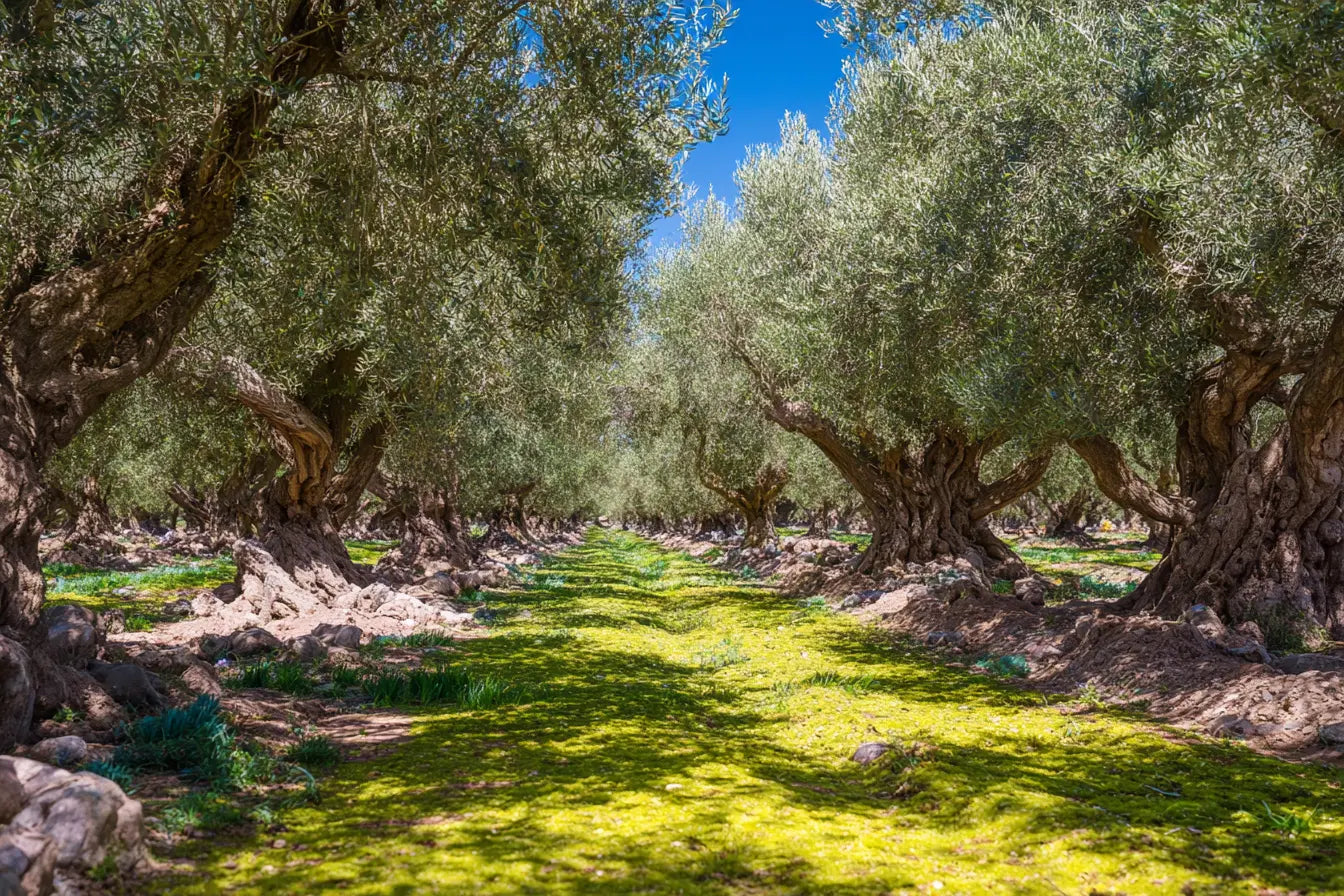 A shaded path through an old olive grove near Rethymno