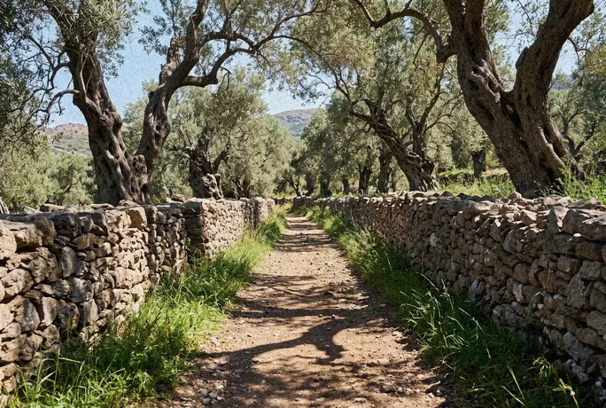 A path between old olive trees on Lesvos