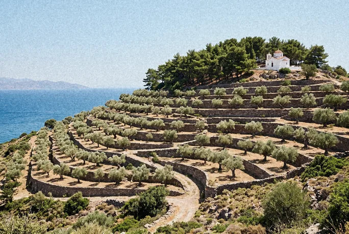 Terraced olive groves on a hillside in Lesvos