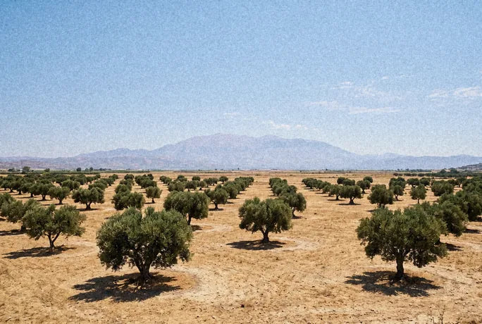 Olive trees in an open field in the Messara plain, Crete