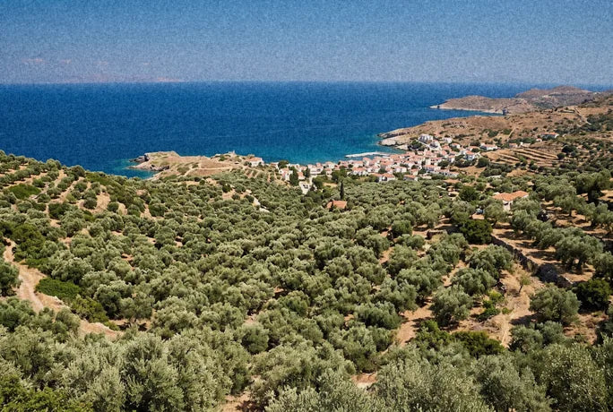 Olive groves above Plomari, Lesvos, looking to the sea