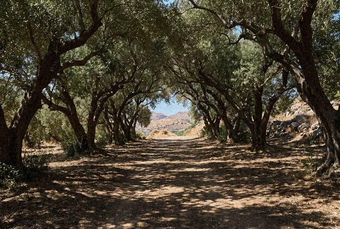A shaded path through an old olive grove near Rethymno