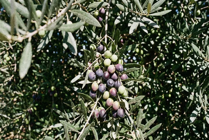 Ripening olives on the branch