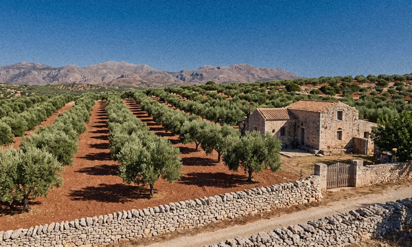 A single family olive estate in Crete with rows of olive trees, a stone farmhouse and mountains behind