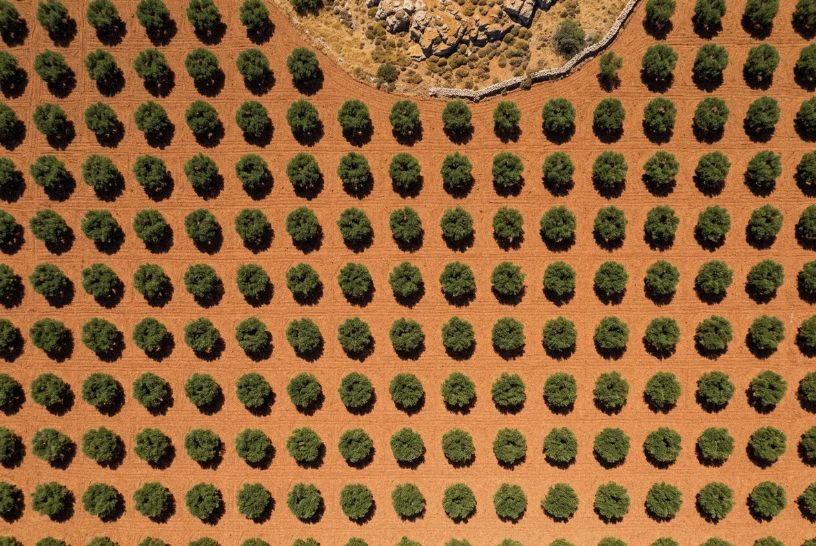 Rows of olive trees in the grove