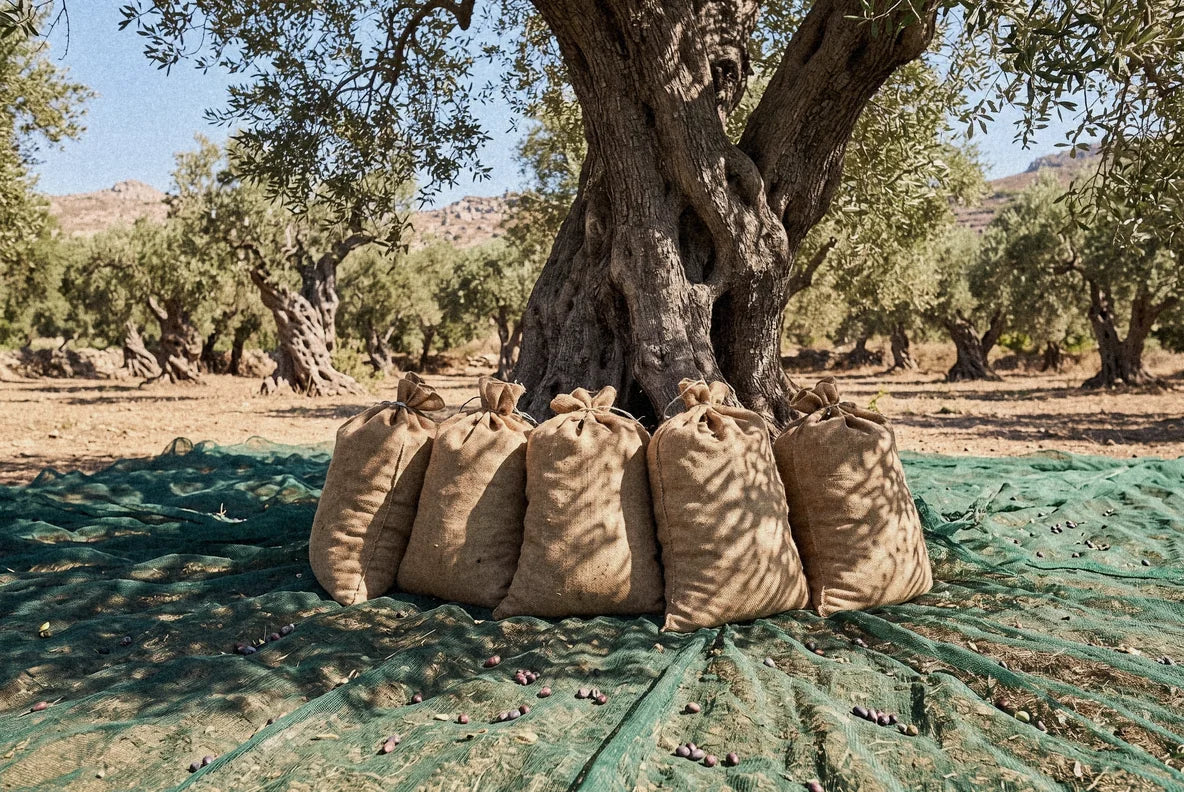 Harvest sacks under the trees