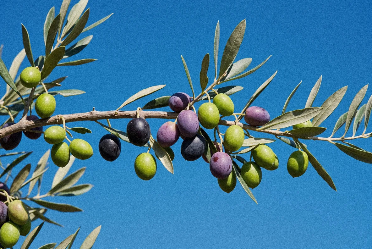 Ripening olives on the branch