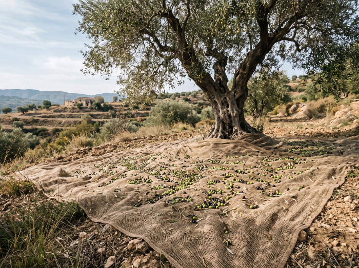 Rows of olive trees in the grove